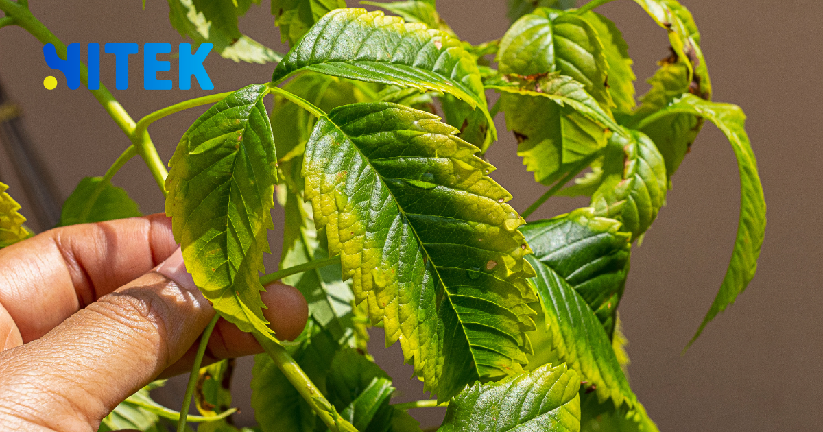 is software development dying